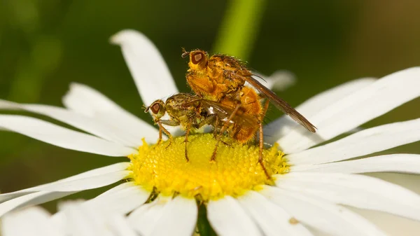 Moscas apareándose en una flor blanca — Foto de Stock