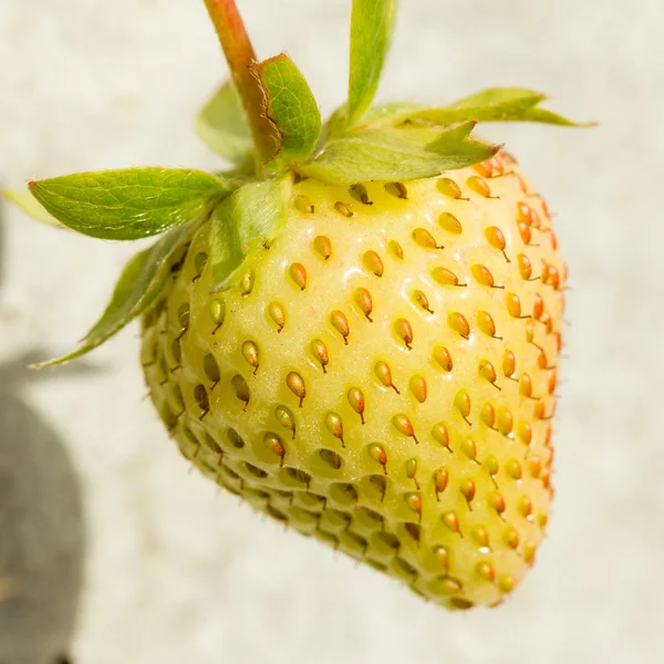 Unripe strawberry in a farm — Stock Photo, Image