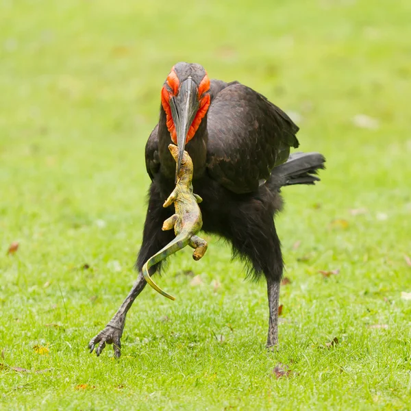 Blånäbb (Bucorvus leadbeateri)) — Stockfoto