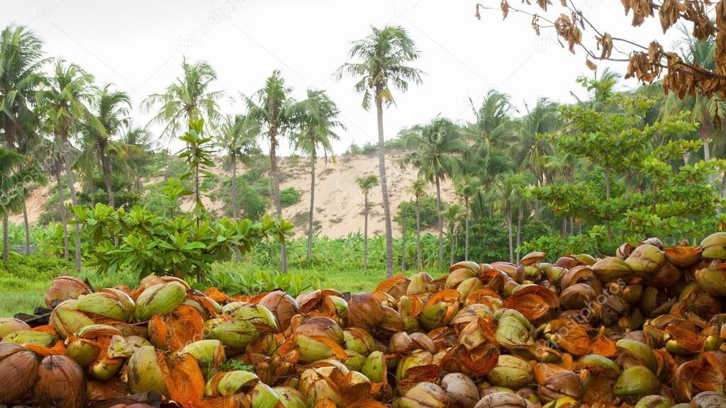 Disposed coconut husks on the ground