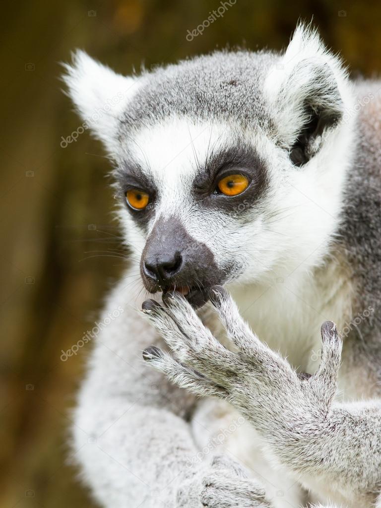 Ring-tailed lemur (Lemur catta) cleaning it's claw