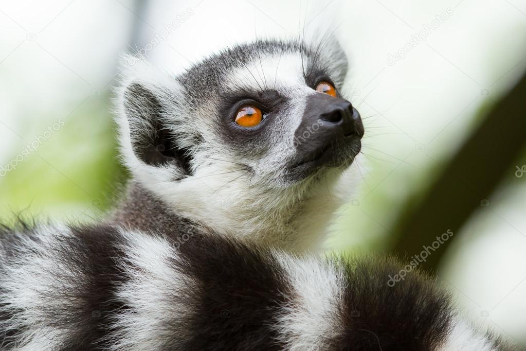 Ring-tailed lemur in a dutch zoo