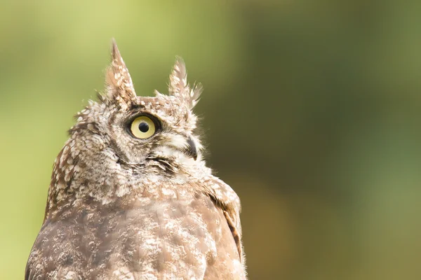 Búho Águila Africana, enfoque selectivo — Foto de Stock