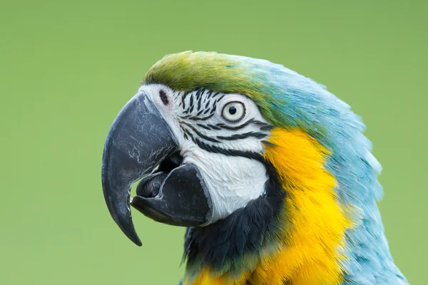 Close-up de um papagaio arara — Fotografia de Stock