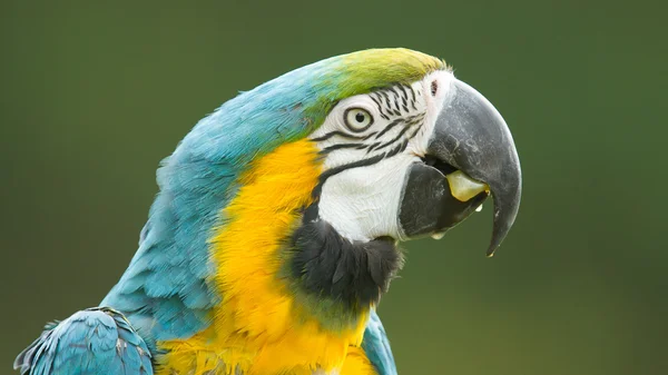 Primer plano de un loro guacamayo — Foto de Stock