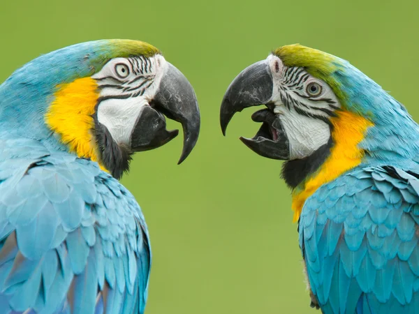 Szczelnie-do góry dwie papugi Ara — Zdjęcie stockowe
