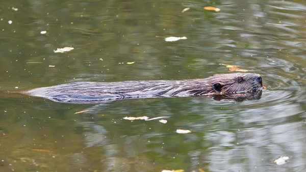 Castor canadiense en el agua, aislado — Foto de Stock