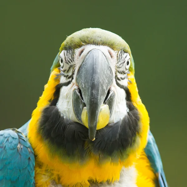 Close-up van een papegaai Ara — Stockfoto