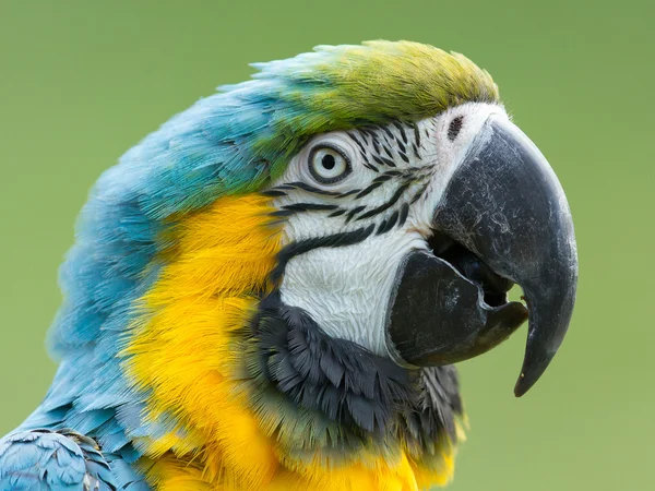 Primer plano de un loro guacamayo — Foto de Stock