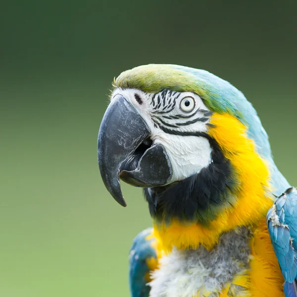 Närbild av en Ara papegoja — Stockfoto