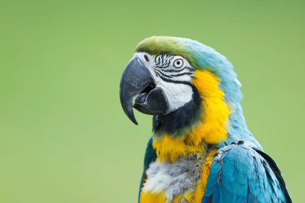 Närbild av en Ara papegoja — Stockfoto
