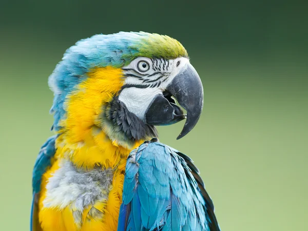 Primer plano de un loro guacamayo — Foto de Stock