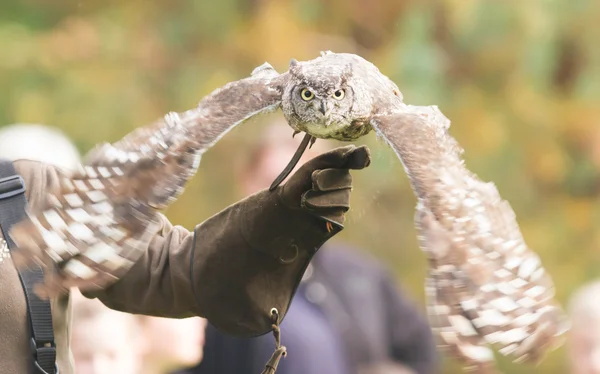 African Eagle Owl, selective focus — Stock Photo, Image