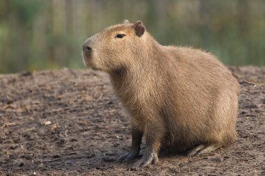 Capybara (Hydrochoerus hydrochaeris) resting clipart