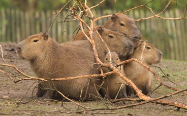 Capibara (Hydrochoerus hydrochaeris) kaplama