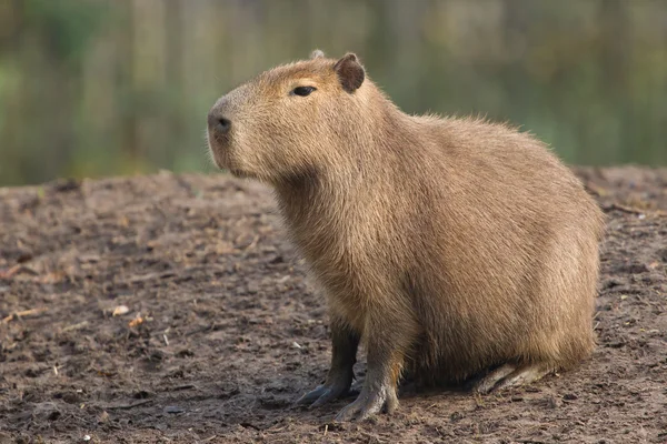 Vízidisznó (Hydrochoerus hydrochaeris) pihenő — Stock Fotó