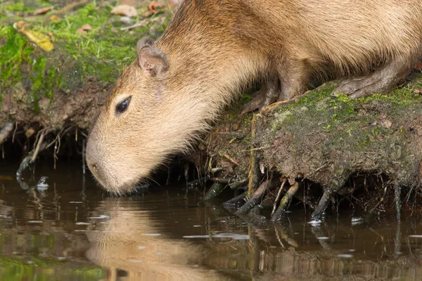 Kapybara (Hydrochoerus hydrochaeris) dricka — Stockfoto