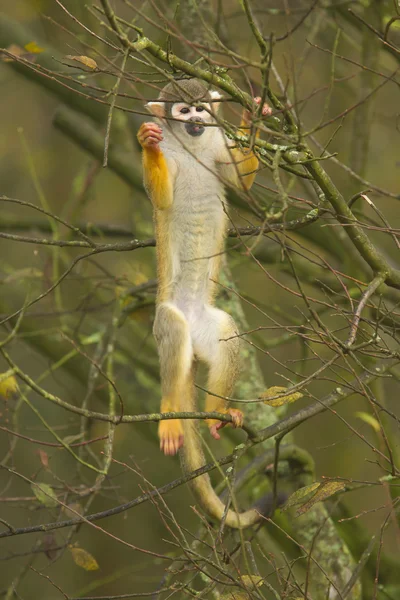 Makaken klettern auf einen Baum — Stockfoto