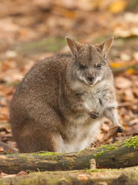 Eating parma wallaby — Stock Photo, Image