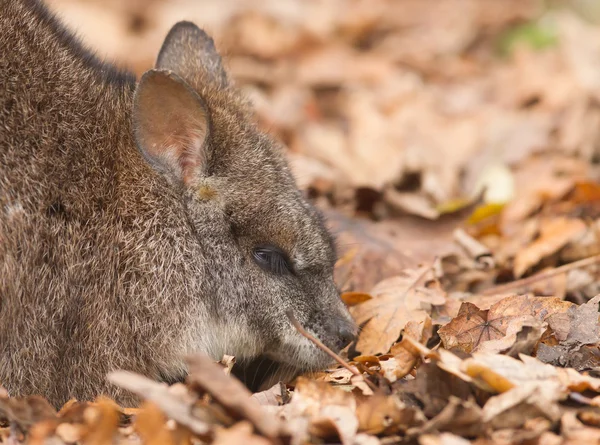 Riposo parma wallaby — Foto Stock