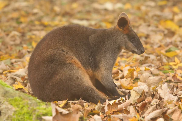 Primer plano pantano wallaby — Foto de Stock