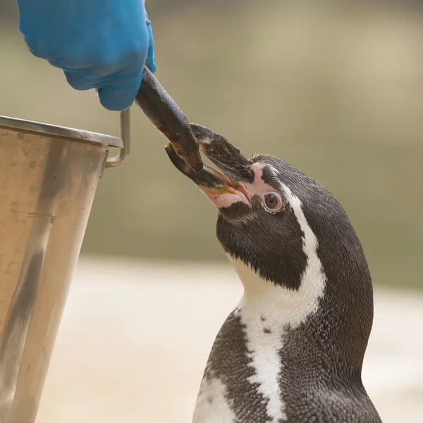 Pingvin äter en stor fisk — Stockfoto