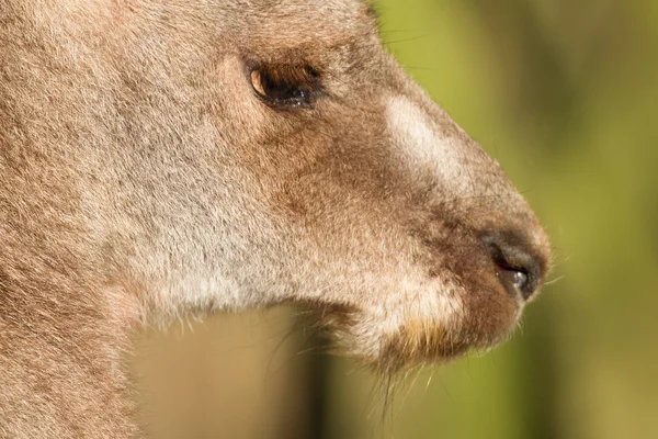 Bliska dorosłych kangur — Zdjęcie stockowe