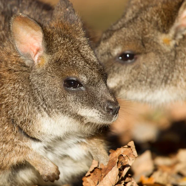 Close-up of a parma wallaby — Stock Photo, Image