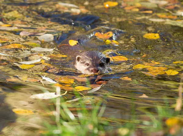 Otter is swimming — Stock Photo, Image