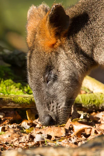 Close-up of an eating swamp wallaby — Stock Photo, Image