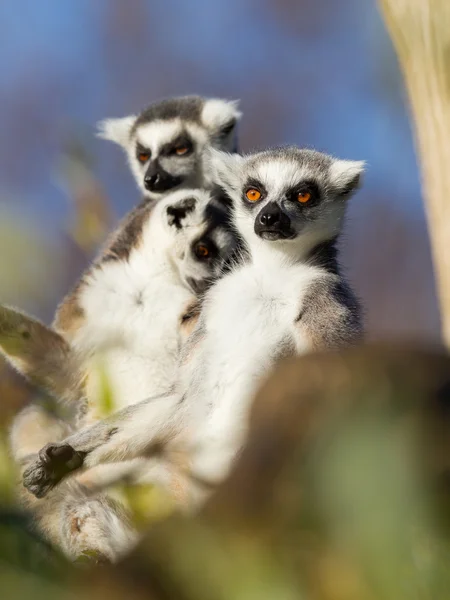 Lémur cola anillada (Lemur catta) — Foto de Stock