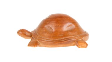 ahşap kaplumbağa, izole
