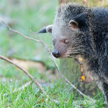 Bir Binturong (Arctictis binturong Close-Up)