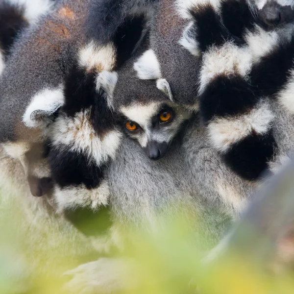 Lémur cola anillada (Lemur catta) — Foto de Stock