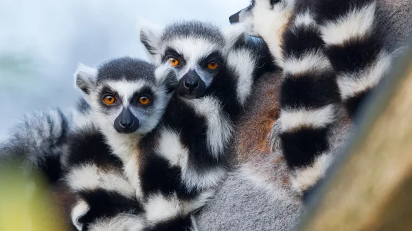 Lémure-de-cauda-anelada (Lemur catta) — Fotografia de Stock