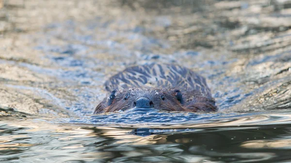Canadian Beaver (Castor canadensis) in the water — Stock Photo, Image