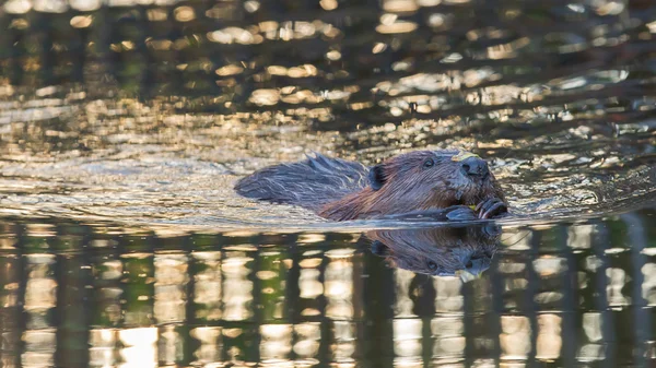 Castoro canadese (Castor canadensis) in acqua — Foto Stock
