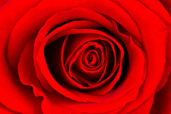 Close-up of a bright red rose — Stock Photo, Image