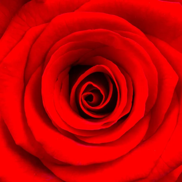 Close-up of a bright red rose — Stock Photo, Image