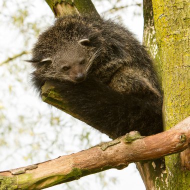 Bir Binturong (Arctictis binturong Close-Up)