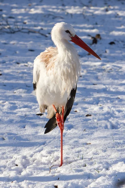 Adult stork standing in the snow — Stock Photo, Image