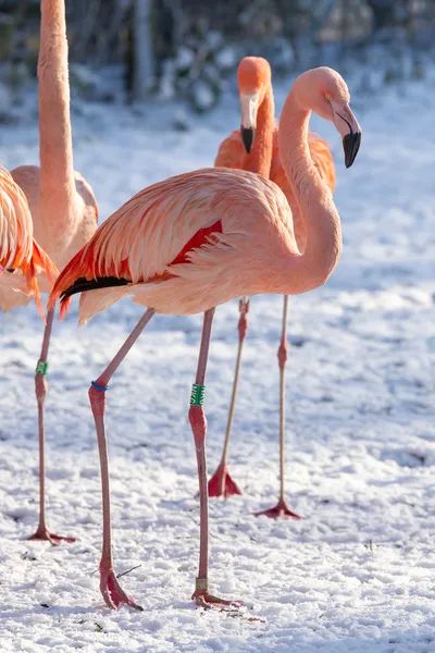 Flamingo i snön — Stockfoto