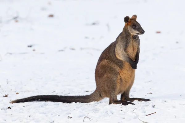Pântano wallaby na neve — Fotografia de Stock