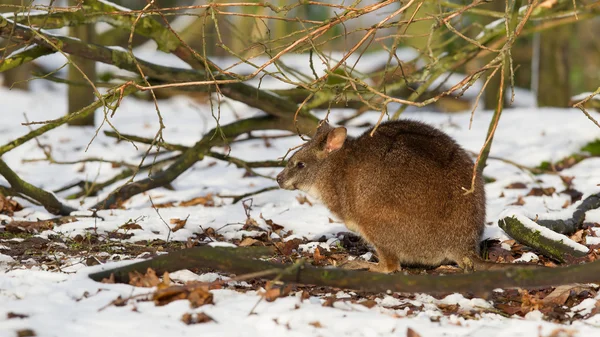 帕尔马袋鼠在雪中 — 图库照片