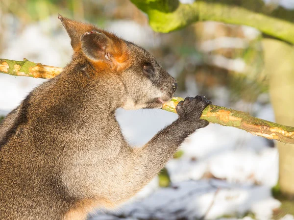 Swamp wallaby in the snow, eating — Stock Photo, Image