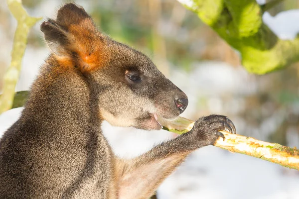 Pantano wallaby en la nieve, comer — Foto de Stock