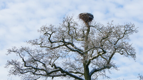 Old stork nest in a tree