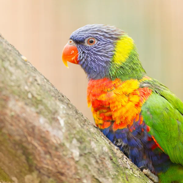 Αυστραλιανή ουράνιο τόξο lorikeet — Φωτογραφία Αρχείου