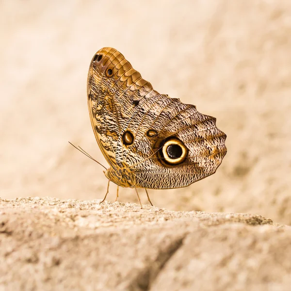 Duży motyl siedzi na skale — Zdjęcie stockowe