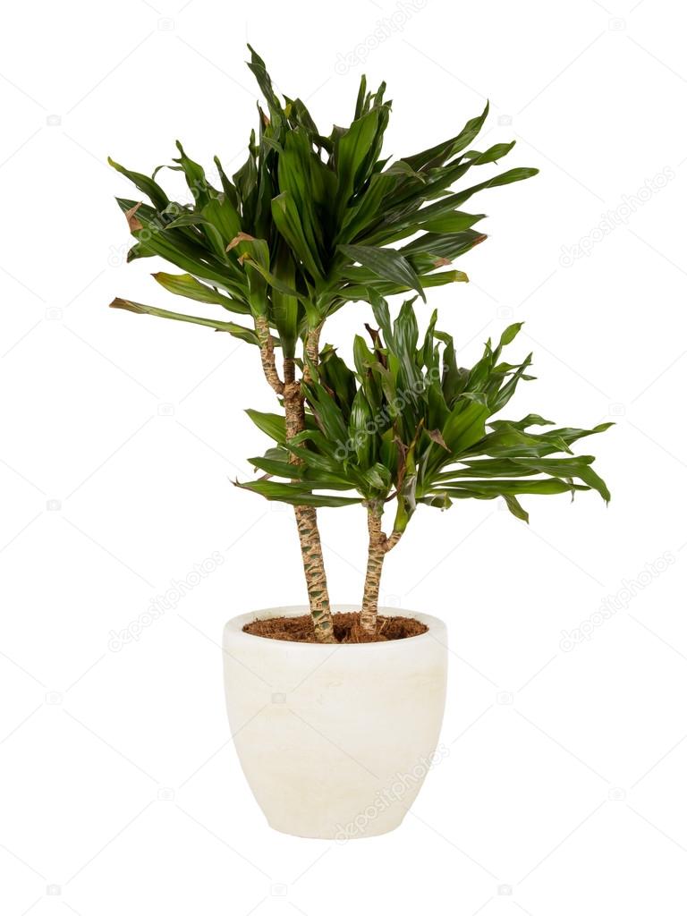 Large plant in a pot